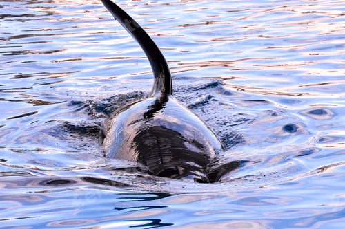 Preview: Closeup shot of an Orca killer whale in Tenerife, Canary Island in Spain