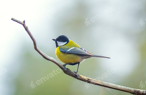 Preview: The Great tit - Parus major