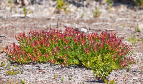 Preview: Flowers, plants and trees on mountain side in South Africa