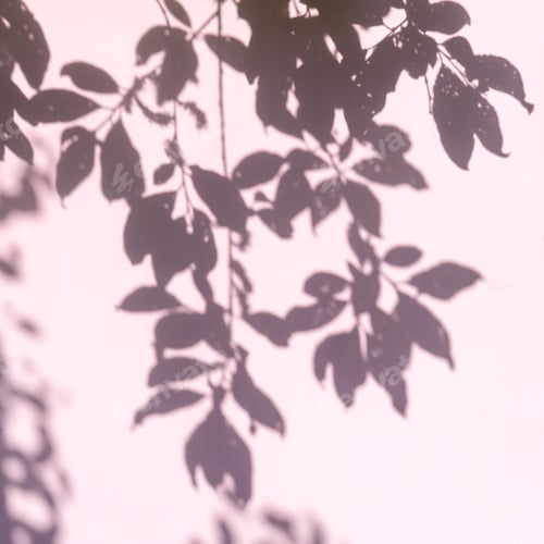 Preview: Abstract leaves shadow on pink background.