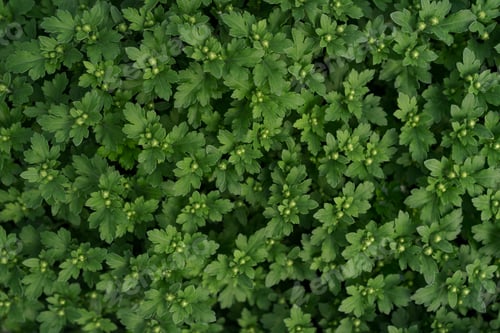 Preview: Top view green chrysanthemums