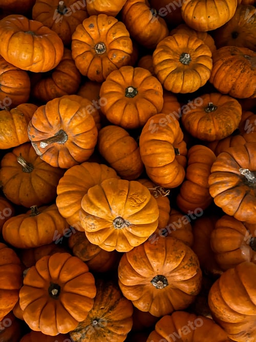 Preview: Pumpkins from above