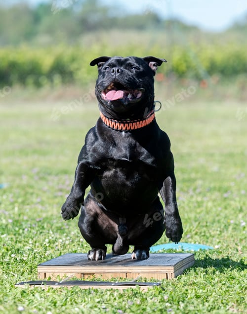Preview: staffordshire bull terrier training