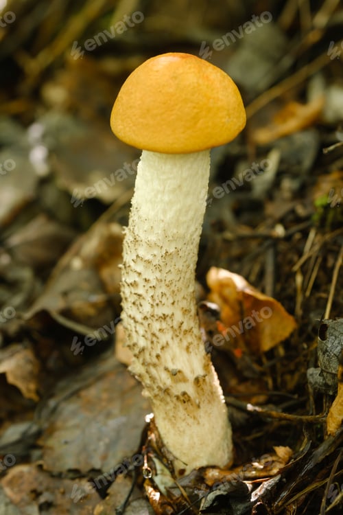 Preview: An edible aspen mushroom growing in the forest. Mushrooms in the forest. Mushroom picking