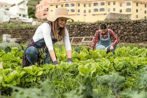 Preview: Mature female farmers working in countryside harvesting lettuce - Farm people lifestyle concept