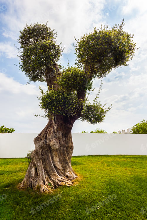 Preview: Olive tree