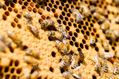 Preview: Beekeeping