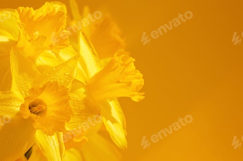Preview: Close up of daffodils flowers on yellow background