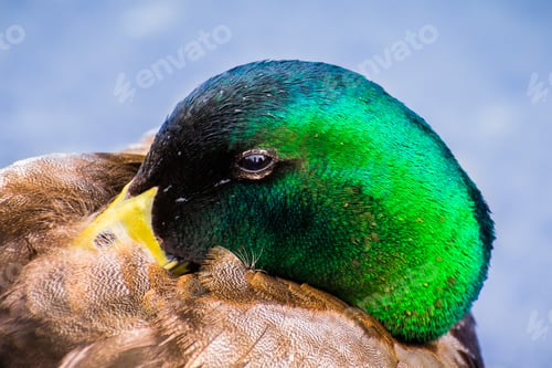 Preview: Male mallard duck head