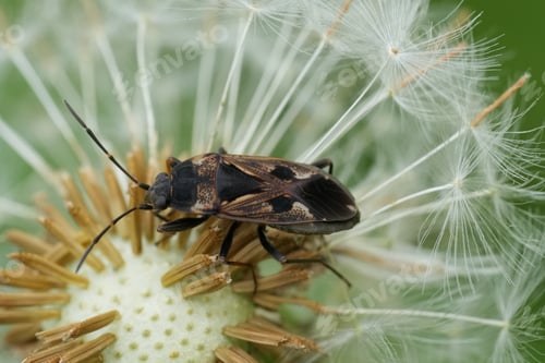 Preview: Closeup on a European Groundbug, Rhyparochromus vulgaris in a meadow