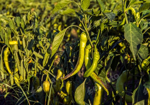 Preview: Green fresh pepper field, agriculture. Natural farm photo.