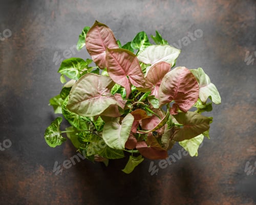 Preview: Syngonium Plant mix with Pink Leaves Variegation