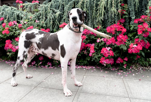 Preview: Great dane standing with stick in mouth in front of red flowers on neighborhood sidewalk.