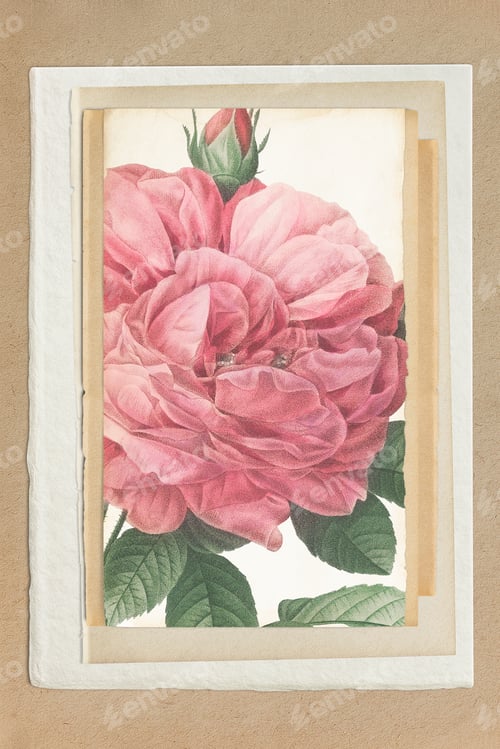 Preview: Hand drawn pink rose on a paper