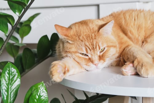 Preview: Ginger cat resting on white shelf near green zamioculcas plant