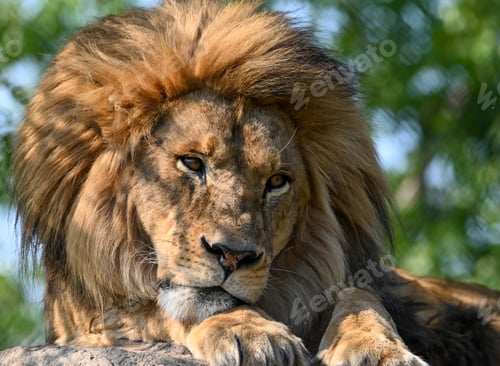 Preview: Lion