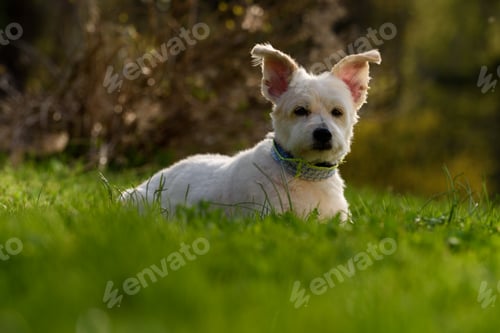 Preview: Cute white dog