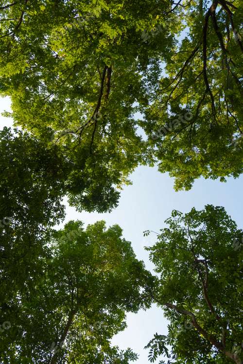 Preview: Tree canopy