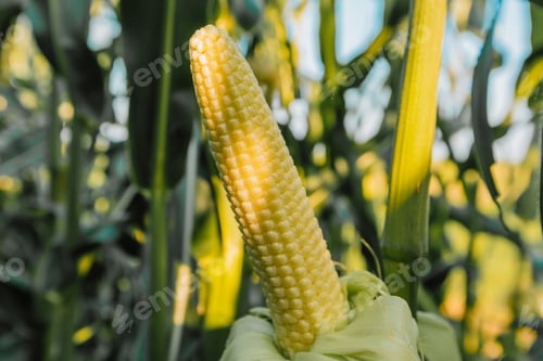 Preview: Ripening yellow corn on the cob, maize closeup