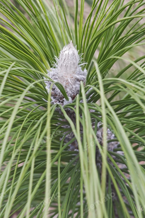 Preview: Longleaf Pine (Pinus Palustris). Called Southern Yellow Pine Also