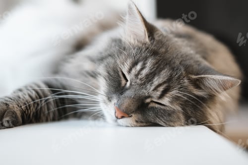 Preview: Gray fluffy cat sleeping indoors, close-up. Selective soft focus. Whiskers, tabby Siberian cat
