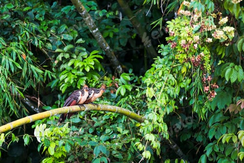 Preview: Hoatzin (Opisthocomus hoazin) in the Amazon Rainforest of Ecuador, South America