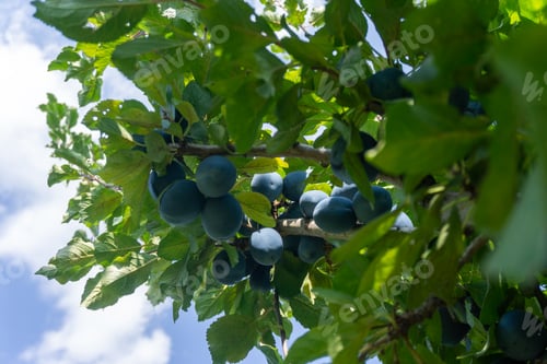 Preview: Plum tree with ripe blue plums on a sunny day.