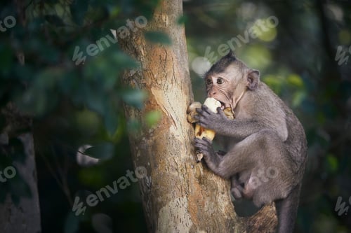 Preview: Monkey on tree eating banana