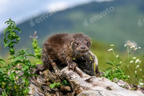 Preview: Lutra in nature habitat. Portrait of water predator