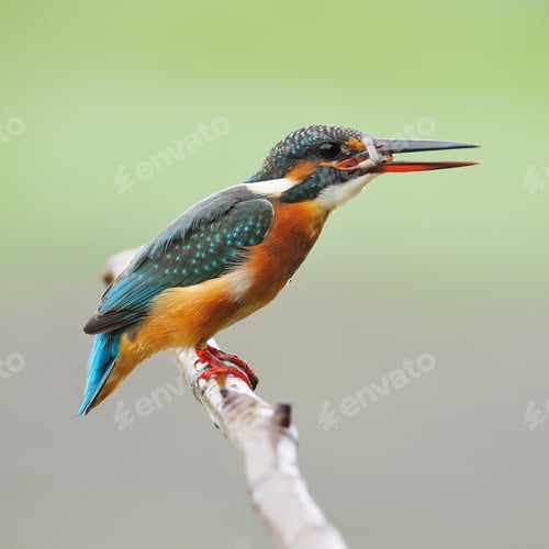 Preview: female Common Kingfisher