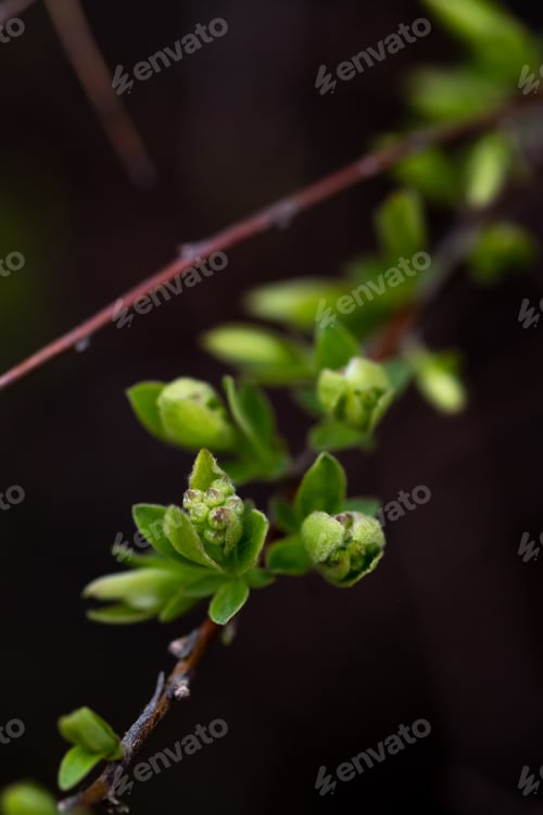 Preview: A branch with young leaves in natural conditions in spring.