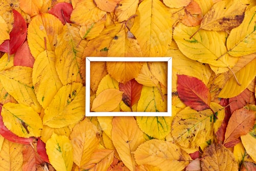 Preview: Horizontal thin white hollow frame lies in the middle on yellow leaves background