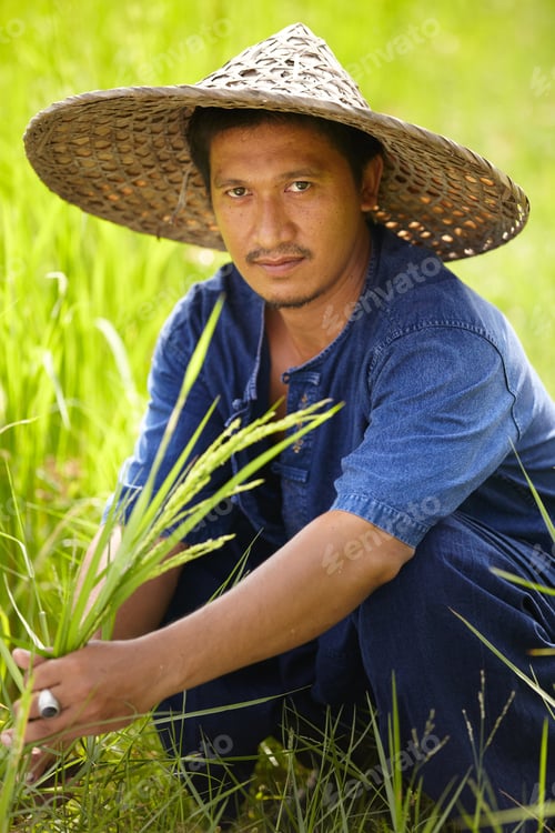 Preview: Rice farmer - Thailand