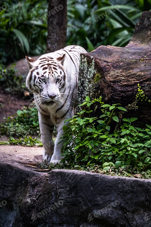 Preview: A white tiger lurking behind a tree log.