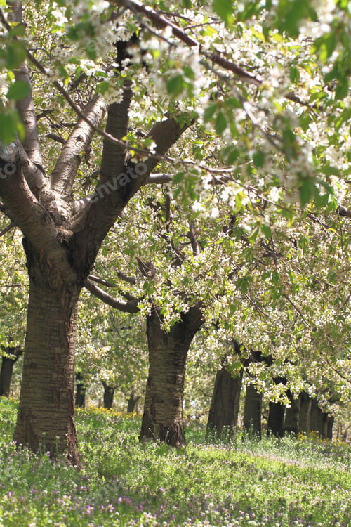 Preview: Cherry flower trees at spring