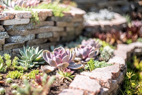 Preview: echeveria succulent garden with rocks outdoors, botanical garden and nature