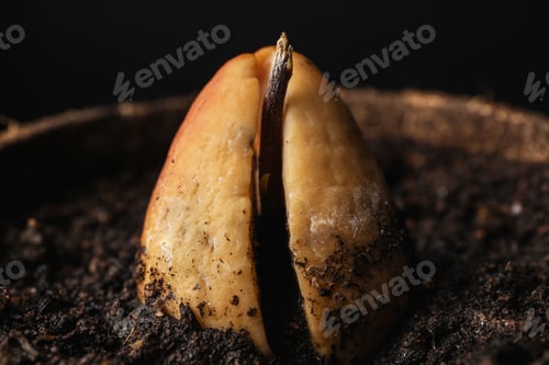 Preview: Avocado pit with sprout in pot, closeup
