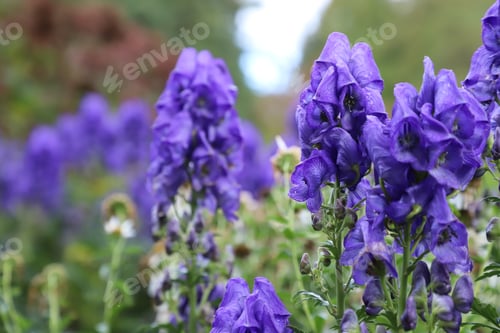 Preview: Purple flowers