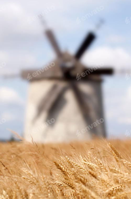 Preview: Cereal field background