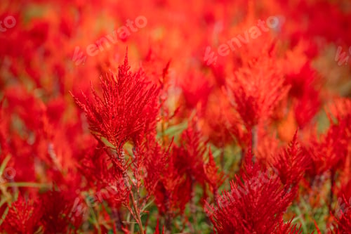 Preview: View on the field of beautiful red bloming Celosia argentea cristata or cockscomb flower fields.