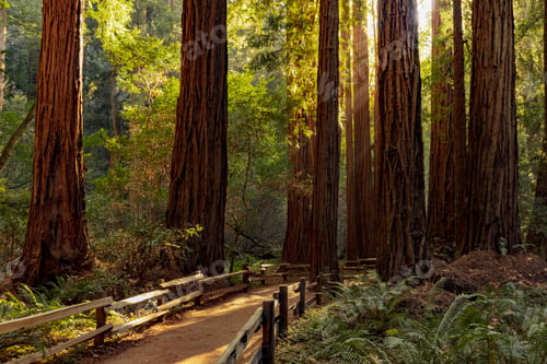 Preview: Hiking trail in redwood forest