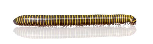 Preview: Black and yellow Millipede from Guyane, in front of white background, studio shot