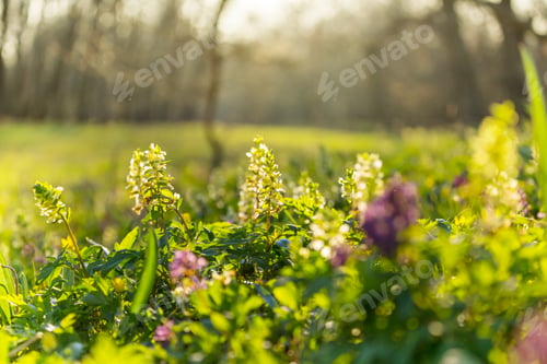 Preview: Spring flowers