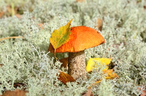 Preview: Orange cap mushroom
