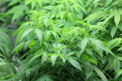 Preview: Cannabis leaves. Growing Medical marijuana cultivation. Alternative herbal medicine, Cannabis farm