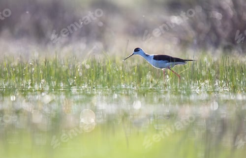 Preview: Wild bird walking on water
