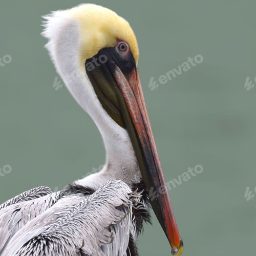 Preview: Close-up of a brown pelican (Pelecanus occidentalis) on the seashore