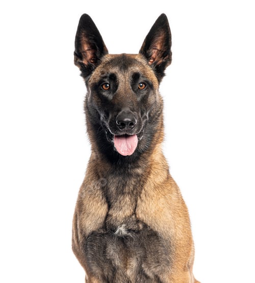 Preview: Belgian malinois dog looking, panting with tongue out
