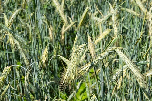 Preview: Barley Spikelets at Farm Field, Close Up.