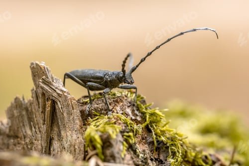 Preview: Great capricorn beetle on dead wood